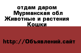 отдам даром - Мурманская обл. Животные и растения » Кошки   